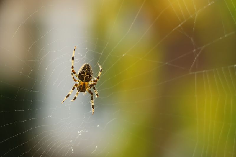 Spider Control Service